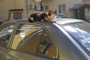 Автоэксперт напомнил, что категорически нельзя хранить в автомобиле в&nbsp;жару